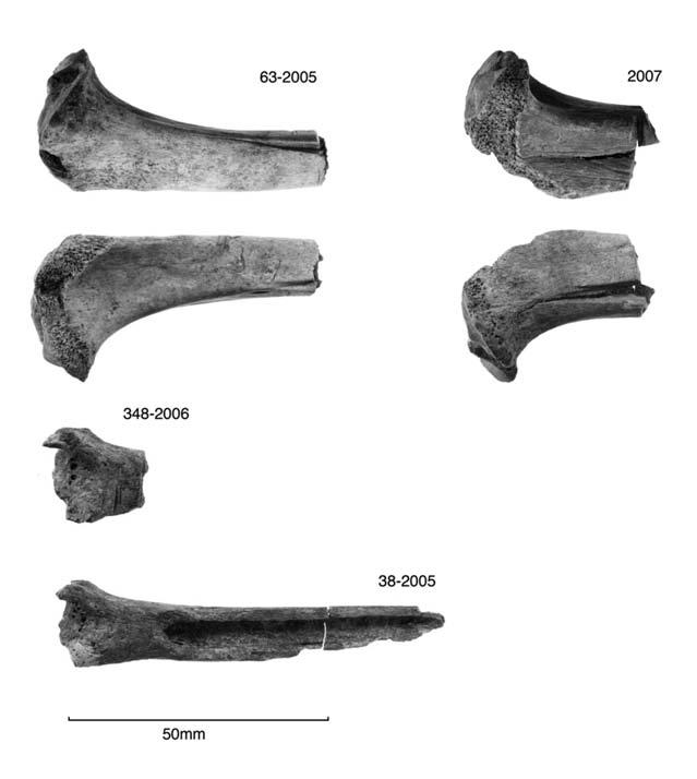 The dry and the wet: The variable effect of taphonomy on the dog remains from the Kohika Lake Village, Bay of Plenty, New Zealand 467 Figure 19. Sawn fragments of dog tibia from Area E.