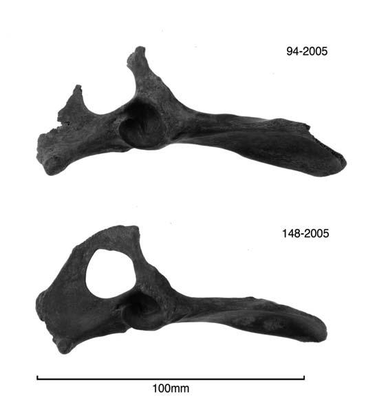 The dry and the wet: The variable effect of taphonomy on the dog remains from the Kohika Lake Village, Bay of Plenty, New Zealand 461 Table 5. Number of dog and rat-gnawed bones Area D versus Area E.