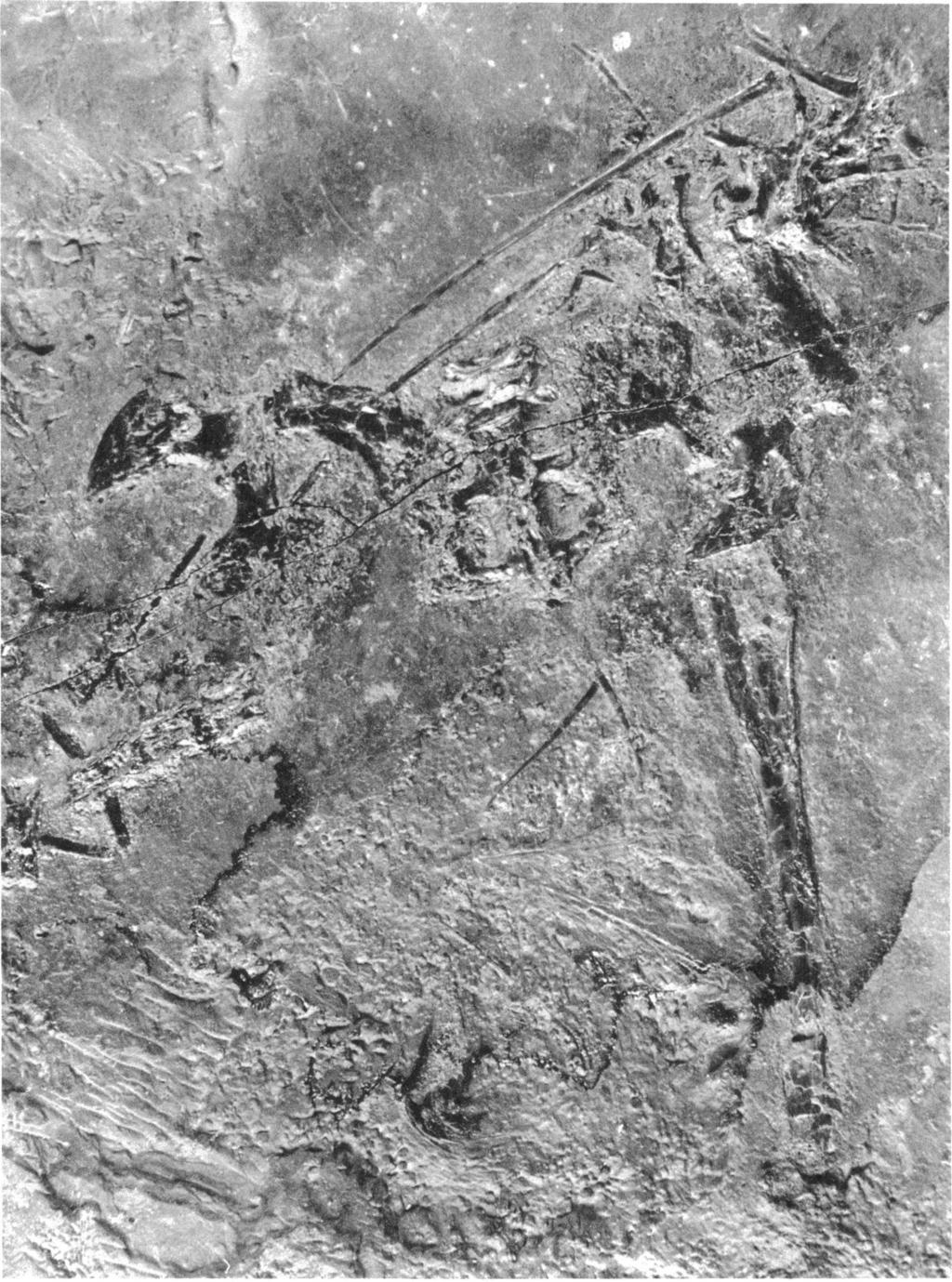 16 AMERICAN MUSEUM NOVITATES NO. 2246 N6 j! FIG. 9. Icarosaurus siejkeri new genus and new species, posterior portion of skeleton. X 2. engulf the obturator foramen.