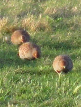 Methodology I have surveyed the area south of Addenbrookes over the last four years and have consistently recorded good grey partridge numbers. The area studied is largely arable land, with 2.
