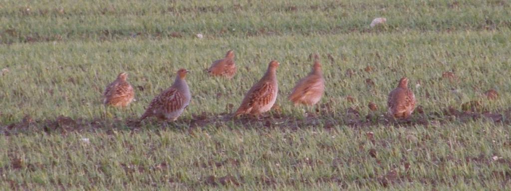 Factors affecting the success of grey partridge The grey partridge has been researched extensively.