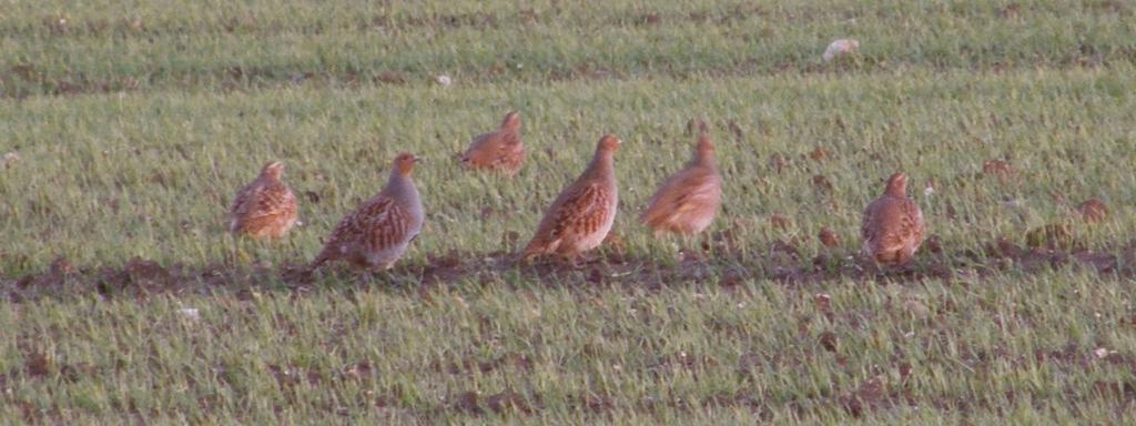 Dick Potts (10) argues that in addition game keeping and predator control can help partridge numbers increase, a view shared by Aebischer and Ewald (11).