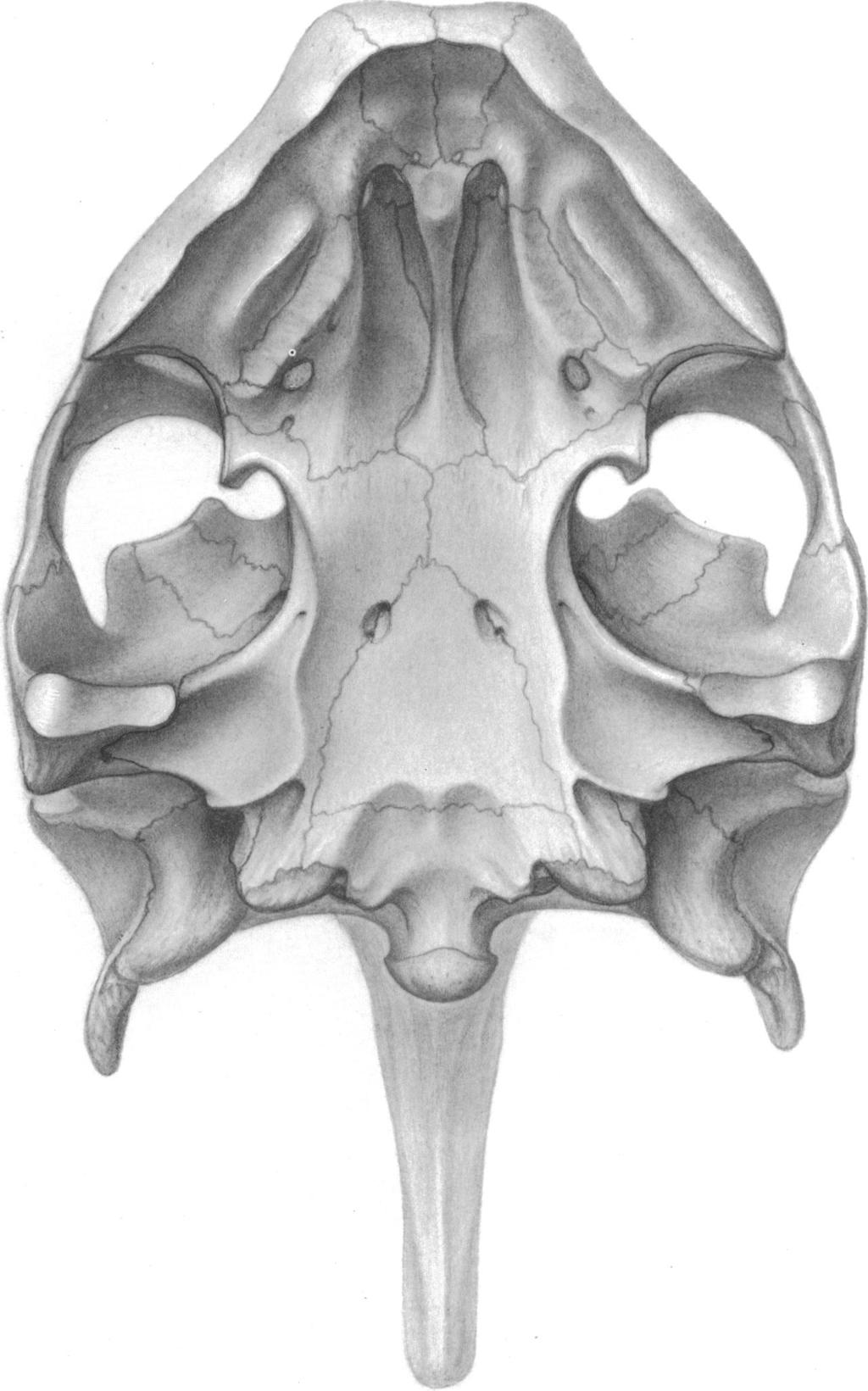 10 AMERICAN MUSEUM NOVITATES NO. 2941 Fig. 5. Skull ofadocus (CCM 60-15) in ventral view. Figure is based primarily on CCM 60-15 with additions from CM 3428.