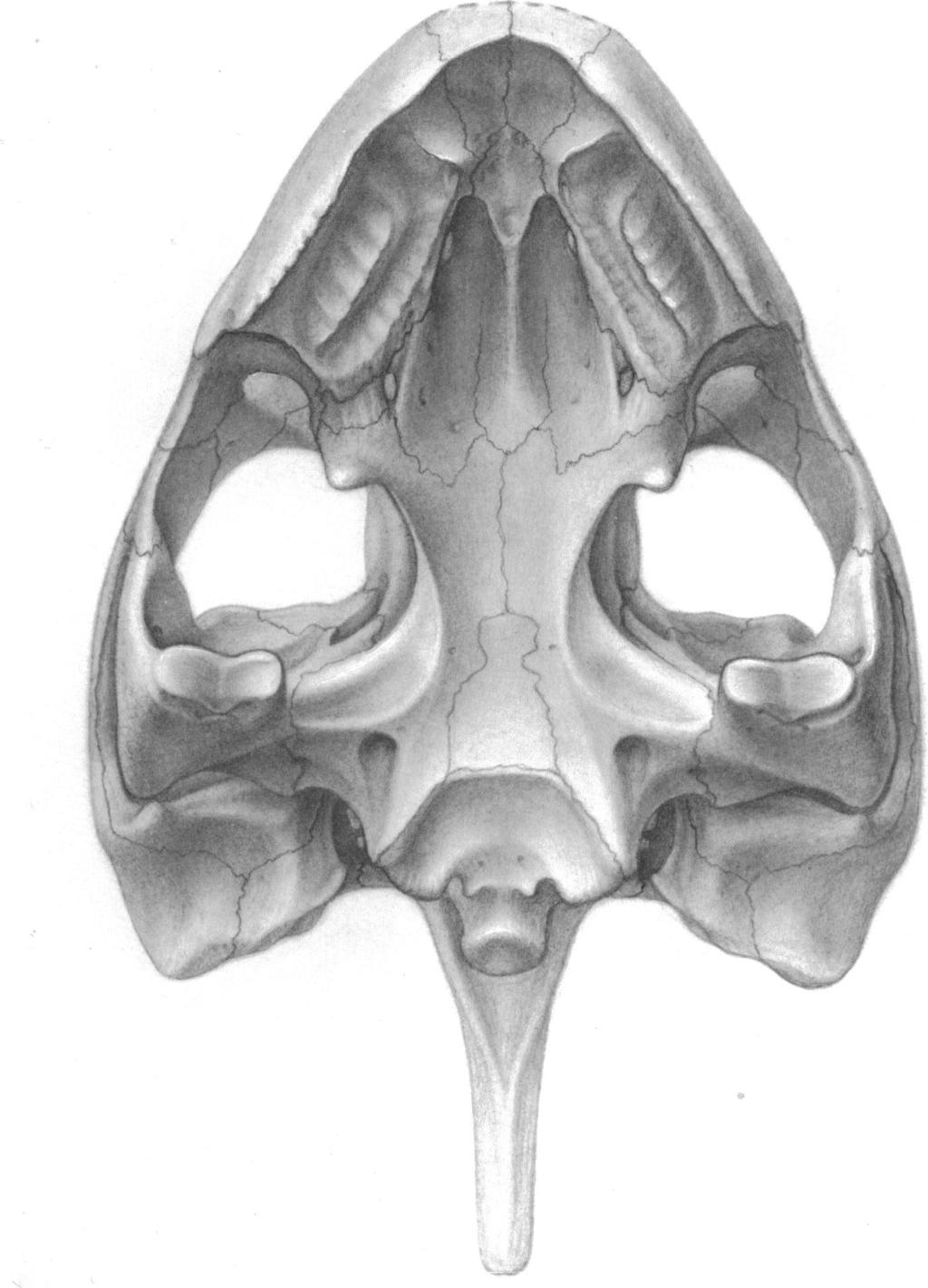 12 AMERICAN MUSEUM NOVITATES NO. 2941 Fig. 6. Partially restored skull of Baptemys in ventral view. Figure is based on YPM 3758, with reference to DMNH 51 1.
