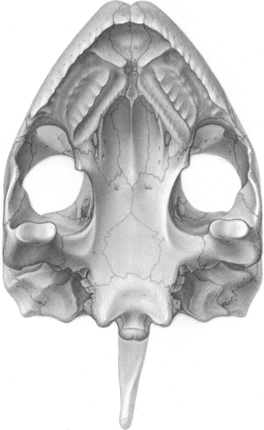 14 AMERICAN MUSEUM NOVITATES NO. 2941 Fig. 7. Skull ofdermatemys in ventral view. Figure is based primarily on USNM 66666 with additions from USNM 66669. somewhat elongate squamosals.