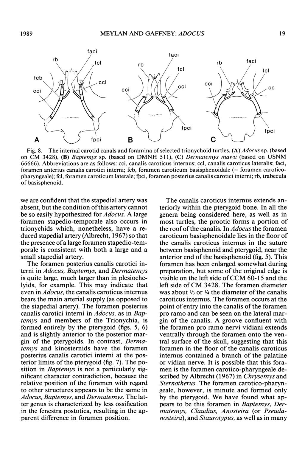 1 989 MEYLAN AND GAFFNEY: ADOCUS 19 faci rb faci fcl rb faci cci (cl - -" fpci B Fig. 8. The internal carotid canals and foramina of selected trionychoid turtles. (A) Adocus sp.