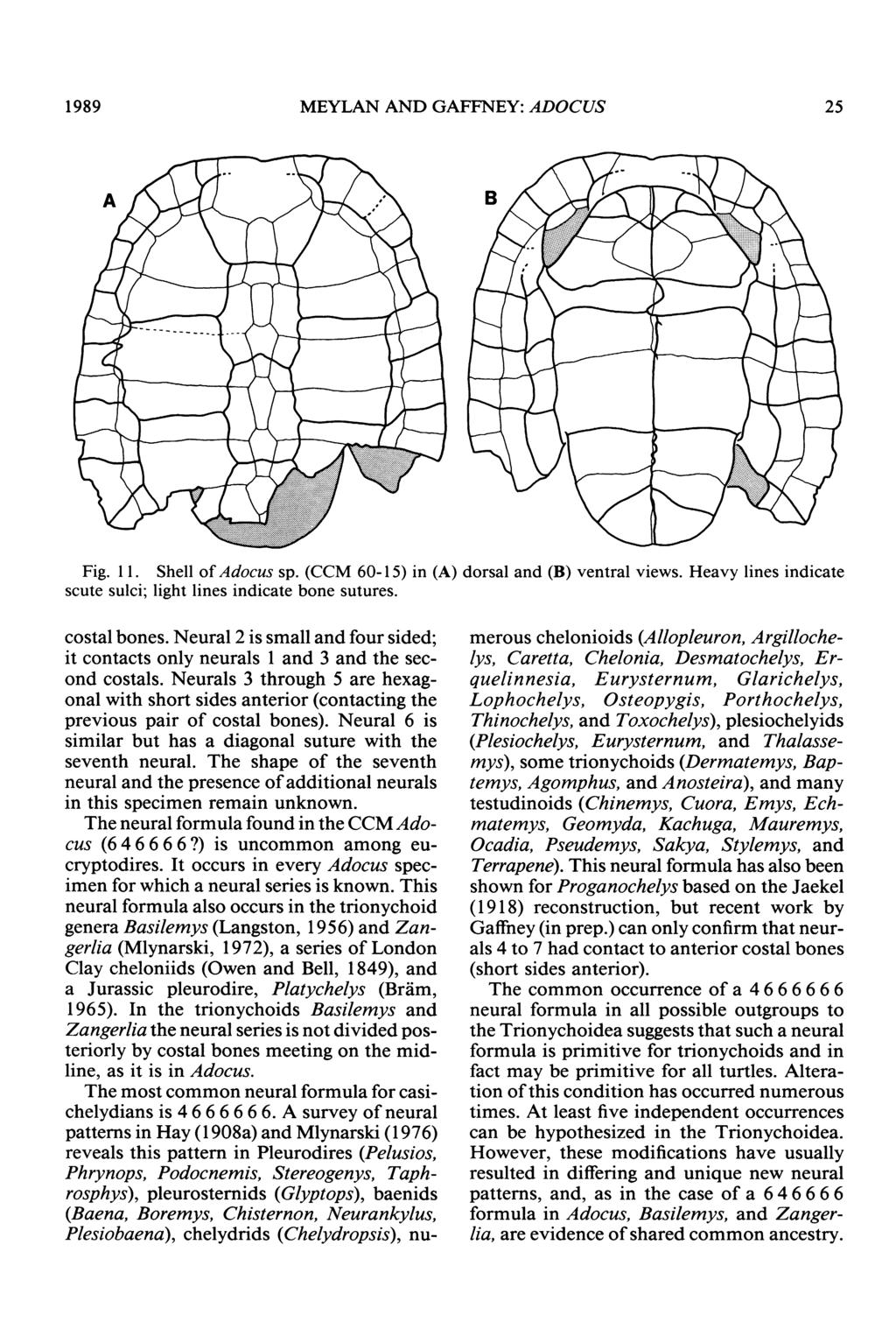 1989 MEYLAN AND GAFFNEY: ADOCUS 25 Fig. 1 1. Shell of Adocus sp. (CCM 60-15) in (A) dorsal and (B) ventral views. Heavy lines indicate scute sulci; light lines indicate bone sutures. costal bones.
