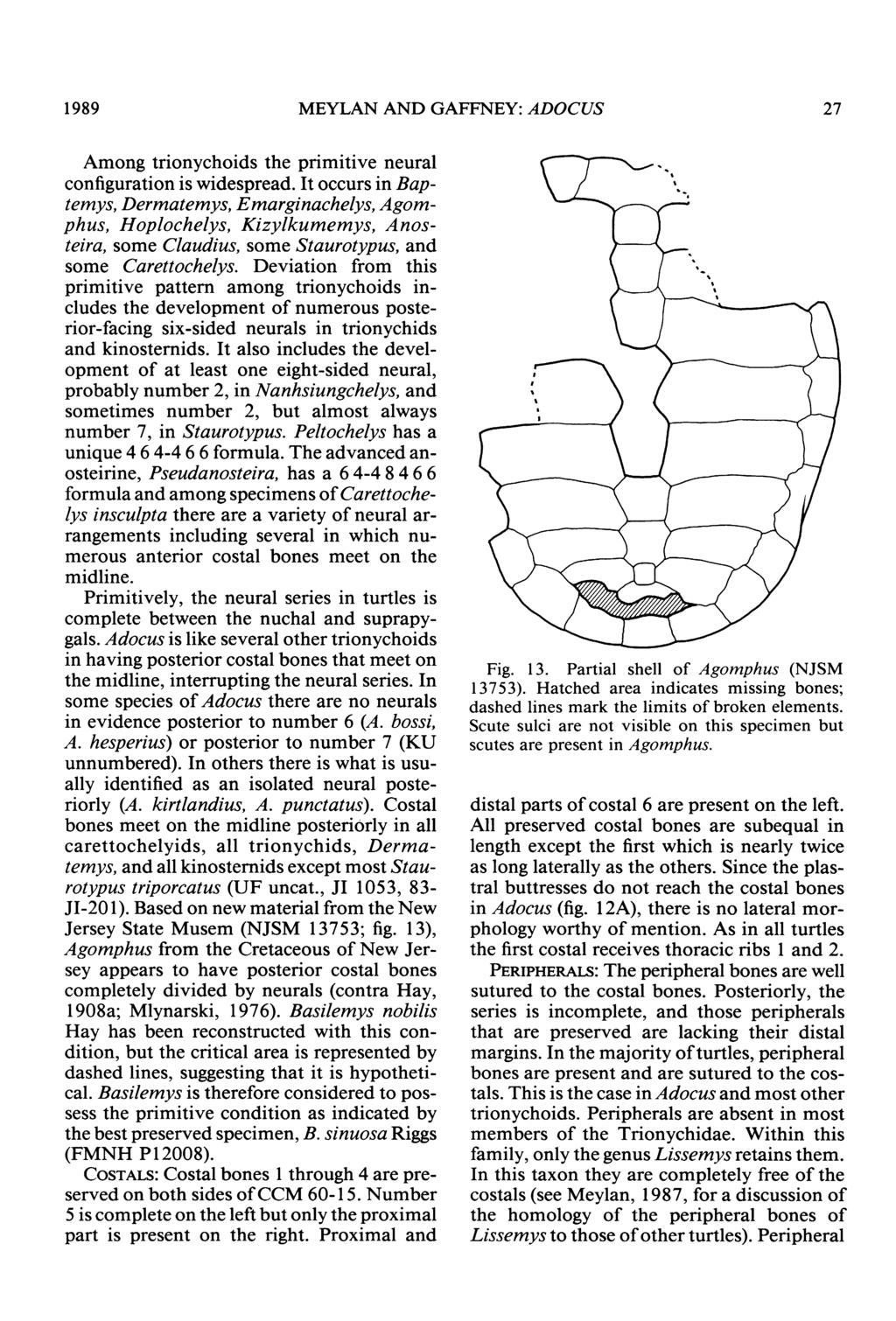 1 989 MEYLAN AND GAFFNEY: ADOCUS 27 Among trionychoids the primitive neural configuration is widespread.