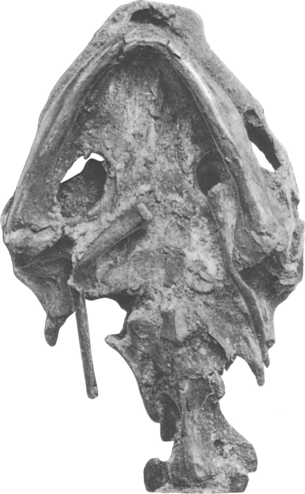 The fissura is completely preserved only in one skull ofbaptemys (AMNH 5967) and is partially broken in both Adocus skulls.