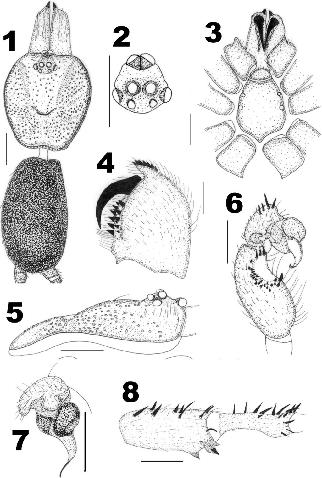 86 THE JOURNAL OF ARACHNOLOGY Figures 1 8. Idiops bombayensis male from Aarey Milk Colony. 1. Cephalothorax and abdomen, dorsal view; 2. Eyes; 3. Sternum, labium, maxillae and chelicerae; 4.