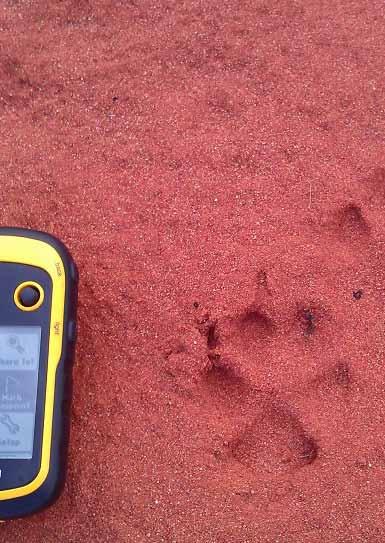 AR RESERVE REPORT Feral control FOX INCURSION On the 6th of November, 2012, the unthinkable happened in the Reserve the presence of fox tracks were discovered during a routine fence check by AR staff.