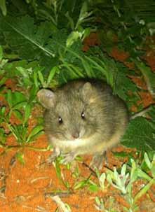 species REPORT Re-introduced species POPULATIONS OF all four of Arid Recovery s re-introduced species continued to increase over the last year, particularly our Burrowing Bettongs (Bettongia lesueur).
