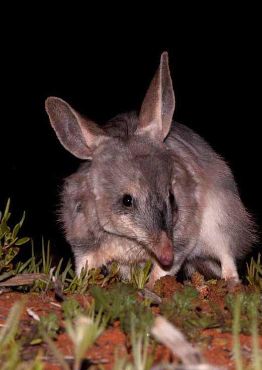 increase in the bettong population across the Reserve.