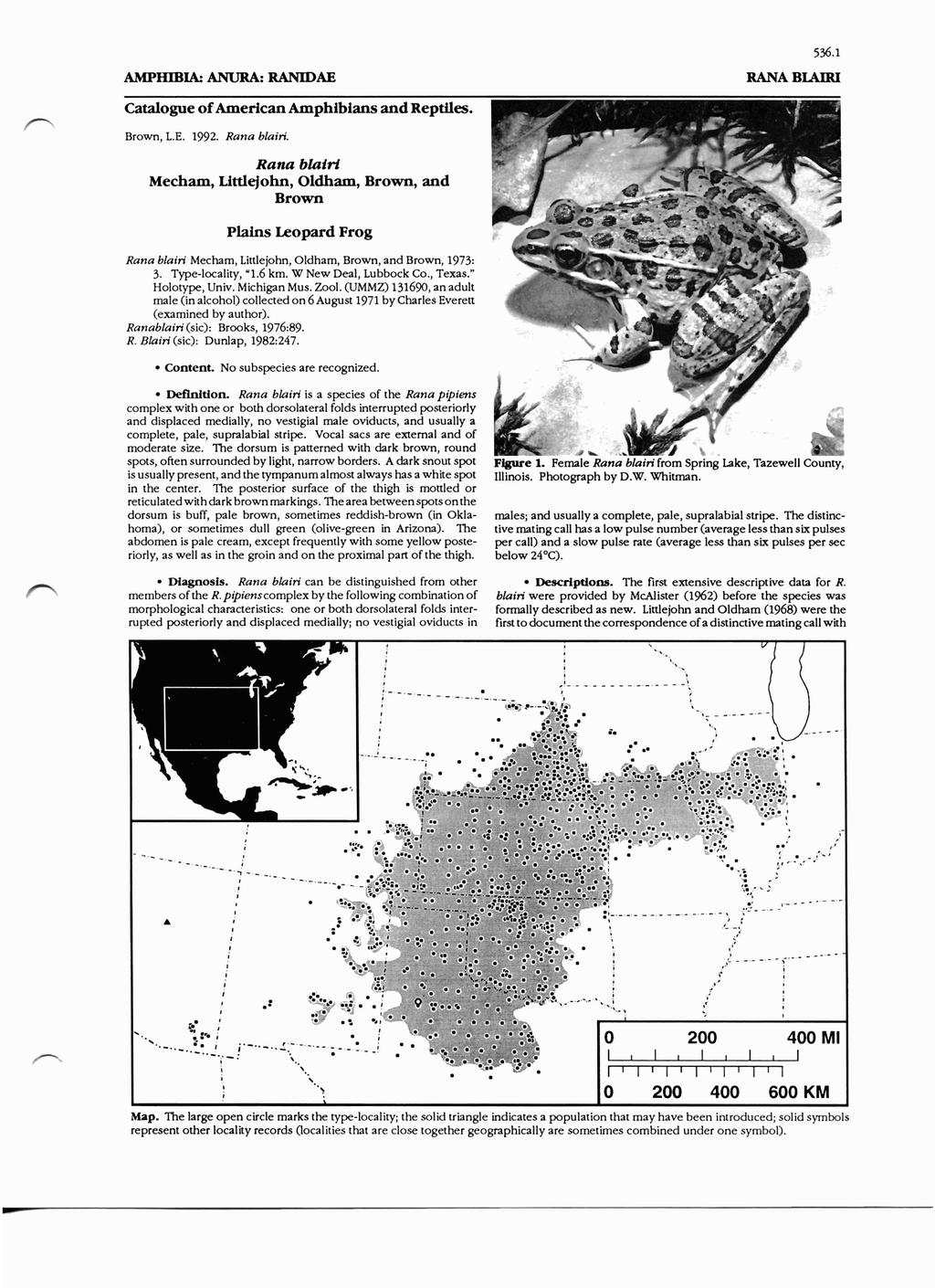 536.1 AMPHIBIA: ANURA: RANIDAE RANA BLAIRI Catalogueof America Amphibias ad Reptiles. Brow, L.E. 1992. Raa blairi.