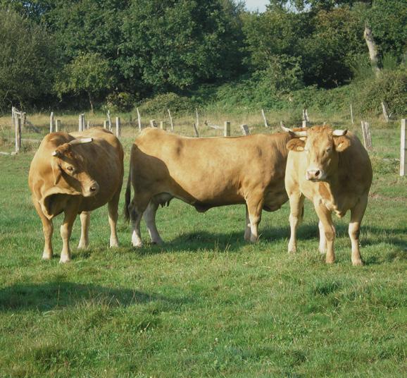 Calving Ease: The interest in this characteristic comes from its relationship with problematic births, which can lead to significant expenses for the operation and a high negative impact on the