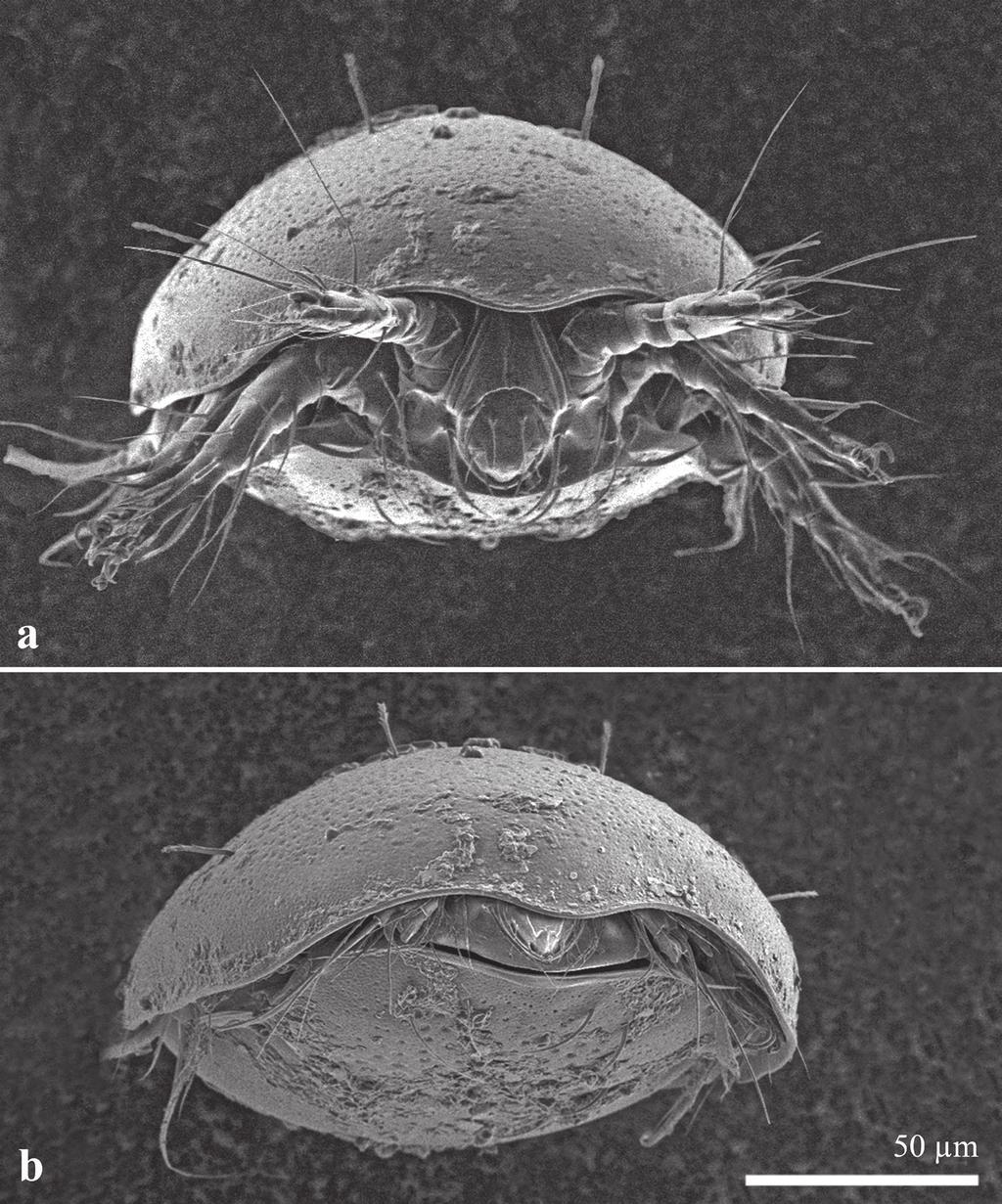 Thanatosis in the mite family Scutacaridae 473 Fig.