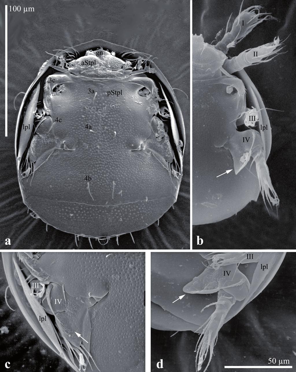 474 Fig. 2 Julia Jagersbacher-Baumann & Ernst Ebermann Scanning electron micrographs of Pygmodispus (Allodispus) pavidus females, ventral view.