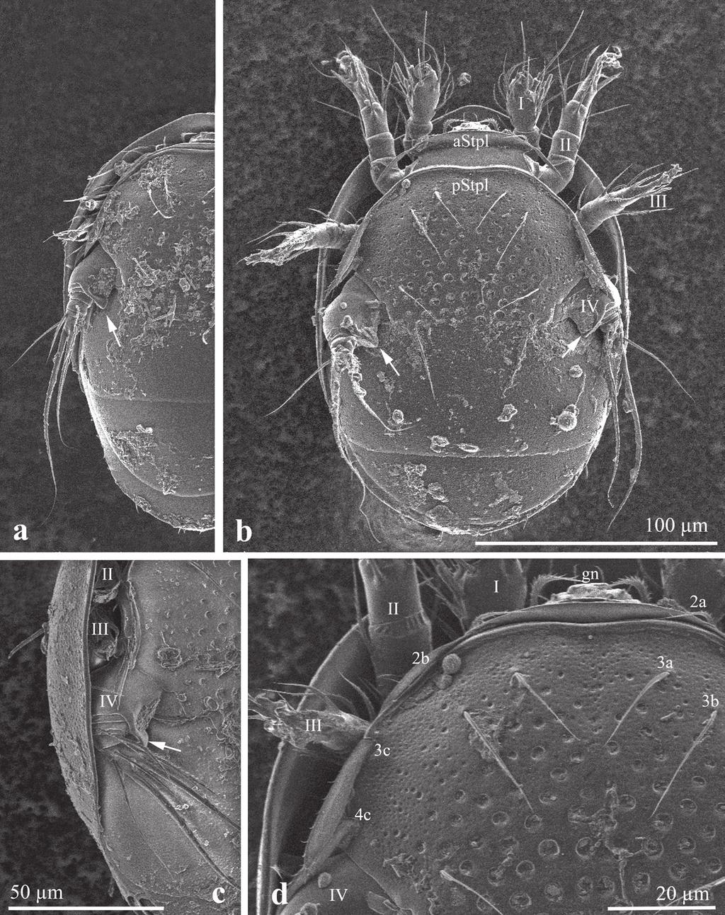 Thanatosis in the mite family Scutacaridae Fig. 3 475 Scanning electron micrographs of Lamnacarus ornatus females, ventral view.