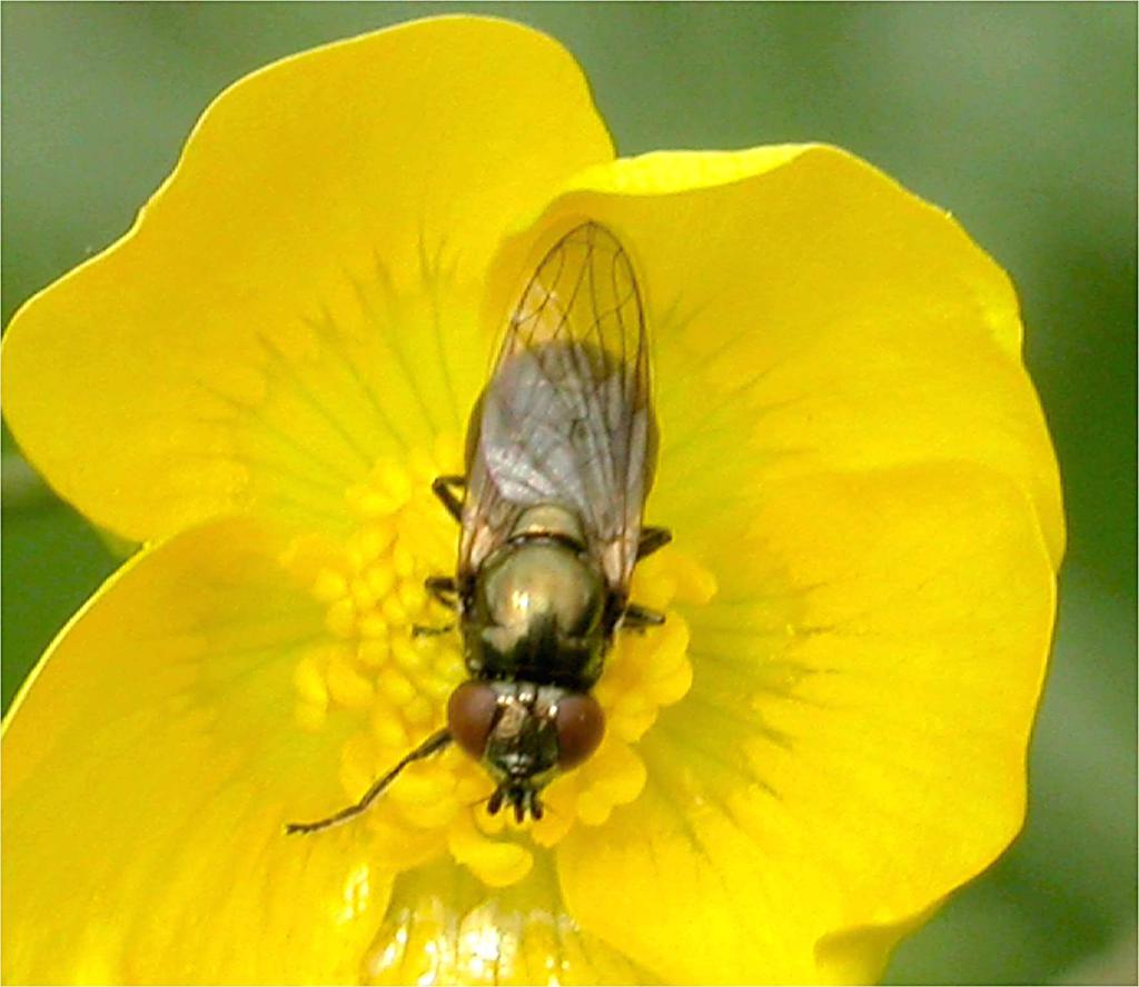 the Syrphidae