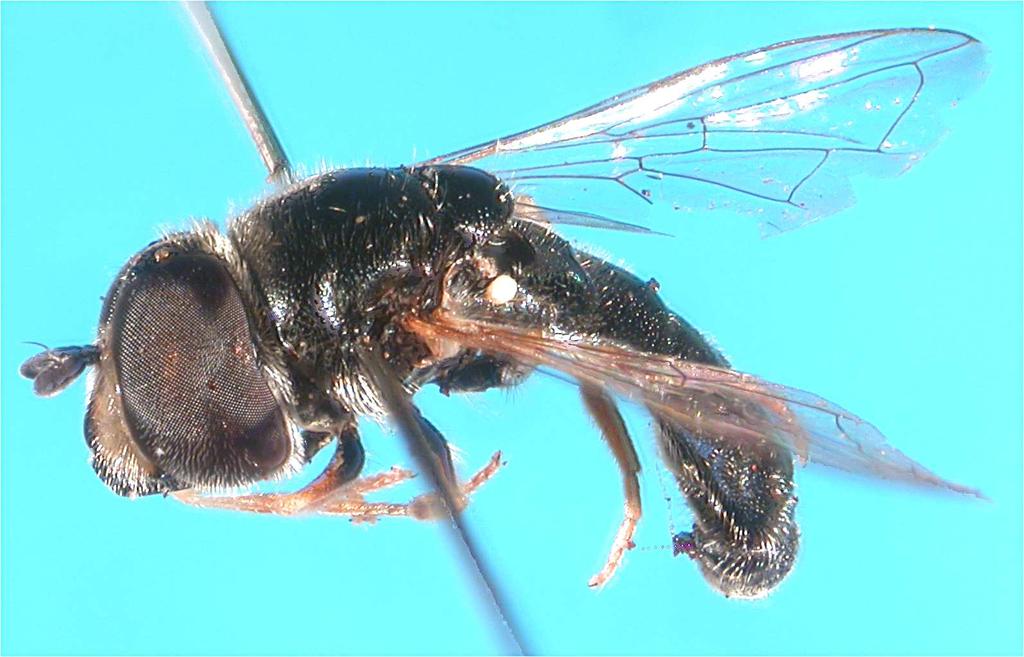 Very small species (up to 5 mm body length).