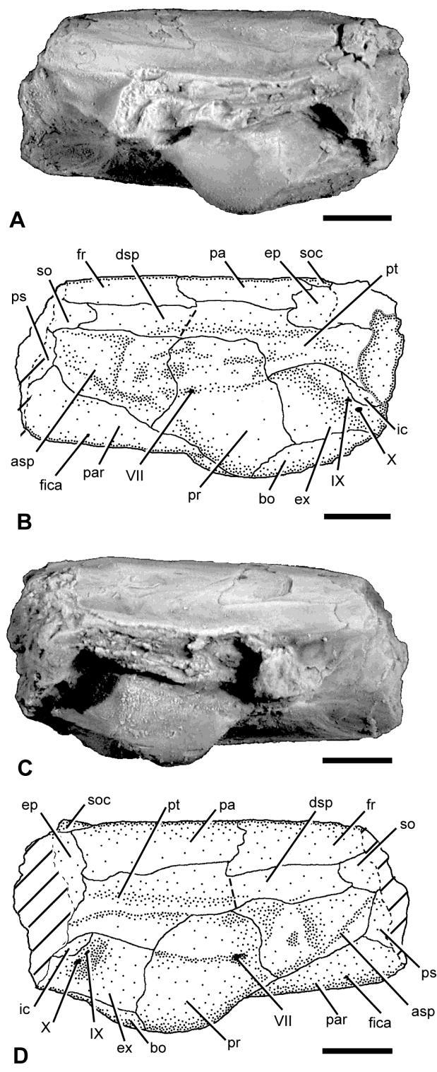 COWAN AND FIELITZ TELEOST NEUROCRANIA 139 anteriorly. As a result, the pterotic and the dermosphenotic appear as a single, continuous bone in dorsal view (Figure 2).