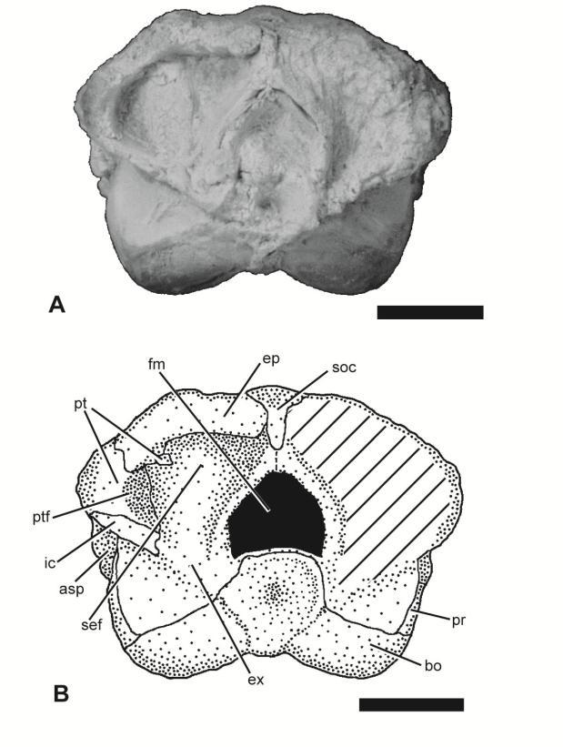 140 PALUDICOLA, VOL. 10, NO. 3, 2015 autosphenotic and the alar process of the parasphenoid (Forey, 1973). The prootic contains the foramen of VII nerve.