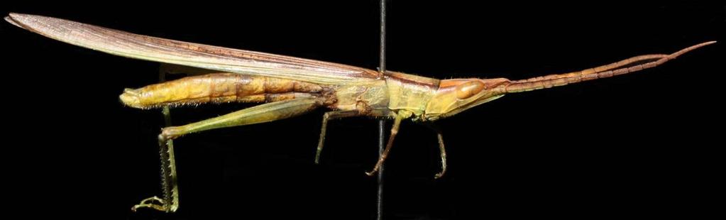 Tan & Wang: Orthoptera of the Semakau Landfill Subfamily Gomphocerinae Gonista cf. bicolor (de Haan) (Fig. 4) Material examined. ZRC.ORT.