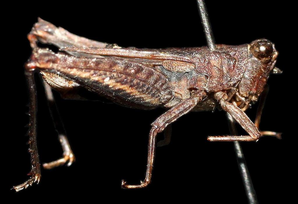Tan & Wang: Orthoptera of the Semakau