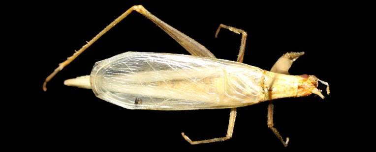 Tan & Wang: Orthoptera of the Semakau Landfill Subfamily Oecanthinae Oecanthus sp. (Fig. 9) Material examined. ZRC.ORT.