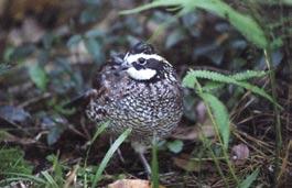 Support Quail Research! Quail Research Initiative Tall Timbers has a long and rich tradition of leadership in quail research.
