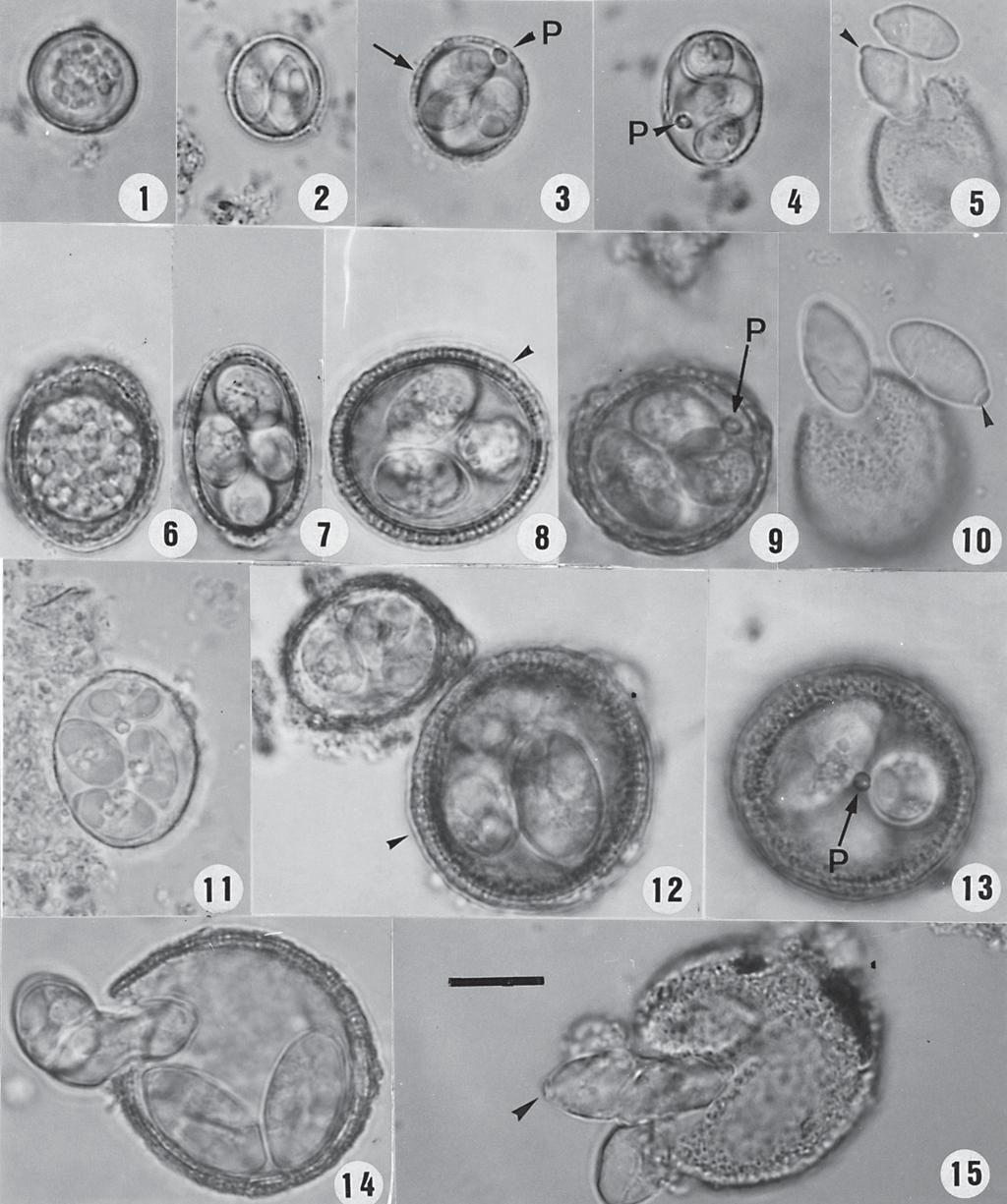 2 Eimeria spp. of Dasyprocta leporina Ralph Lainson et al.