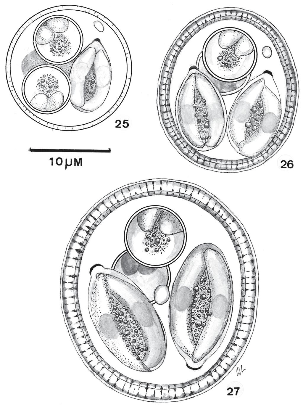 Mem Inst Oswaldo Cruz, Rio de Janeiro, Vol. 99, 2004 5 Figs 25-27: mature oocysts of some Eimeria species of the agouti, Dasyprocta leporina - Fig. 25: E. aguti Carini, 1935. Fig. 26: E.
