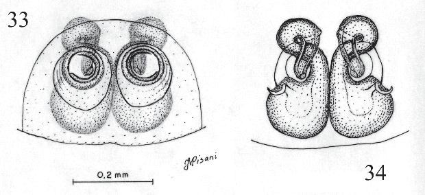 9 Figures 29-30: Ilargus coccineus (Akela quinquevittata holotype)
