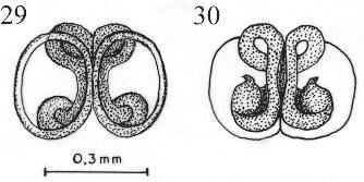 Figures 31-34: Mopiopia labyrinthea 31. male palp ventral view; 32.