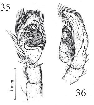 Figures 37-39: Tariona albibarbis 37.