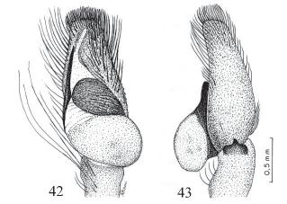female epigynum ventral view;