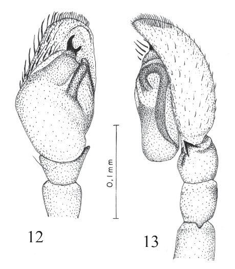 male habitus lateral view; 11.