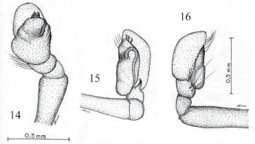 7 Figures 14-16: Semora langei 14. male palp ventral view; 15.
