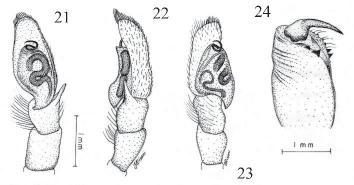 8 Figures 21-24: Coryphasia castaneipedes 21. male palp ventral view; 22.