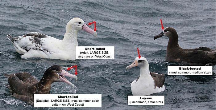 Take of one shorttailed albatross in 2011 in sablefish fishery Biological Opinion completed in 2012 Based estimated take on