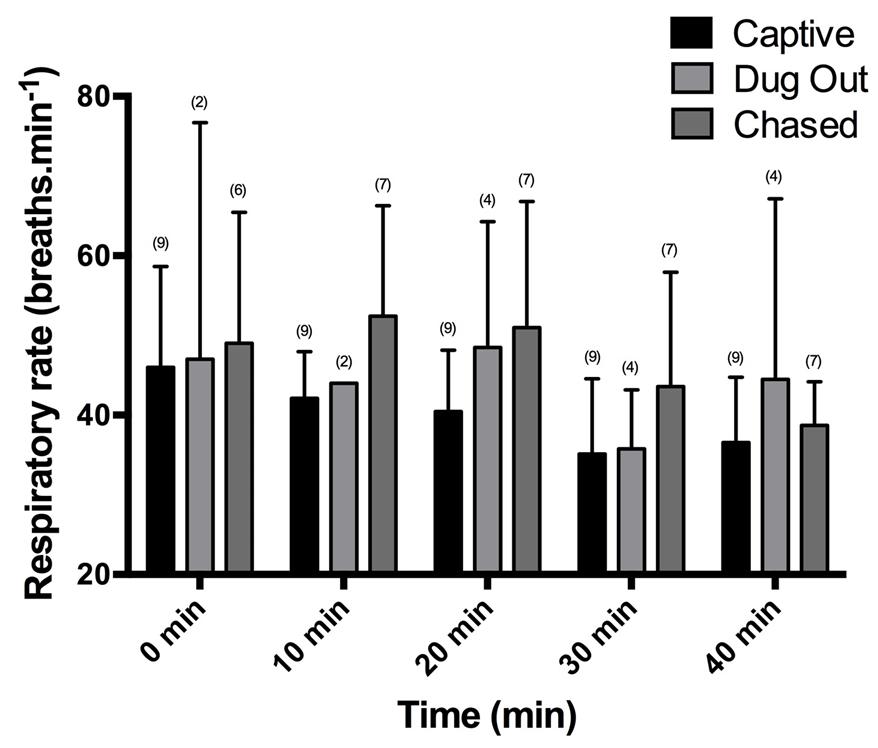 Figure 9: Mean and standard deviations of the systolic (A), mean (B) and diastolic (C) blood pressures from black-footed cats at 0, 10, 20, 30 and 40 minutes during the anaesthesia period.