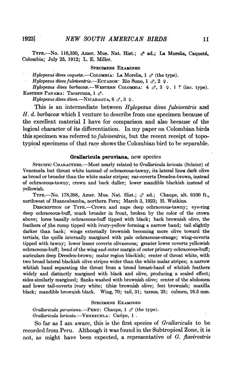 192,31] NEW SOUTH AMERICAN BIRDS" if *ITYPE.-No. 116,350, Amer. Mus. Nat. Colombia; July 25, 1912; L. E. Miller. Hist.; 6' ad.; La Morelia, CaquetA, Hylopezu8idives caquetia.