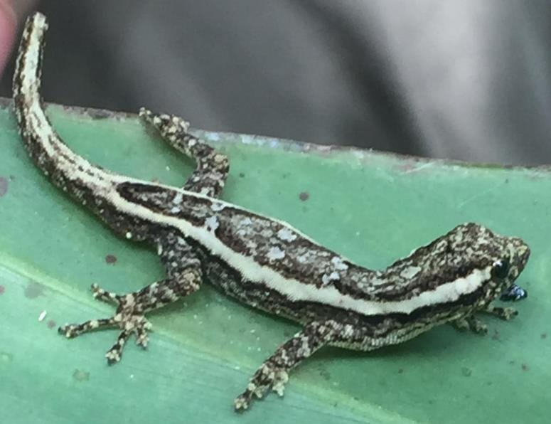 , Vences, M. 2007). This tree gecko was found at 580 meters elevation, and is 38 millimeters. The closest species to this gecko is L. bivittis, therefore it was listed as such.