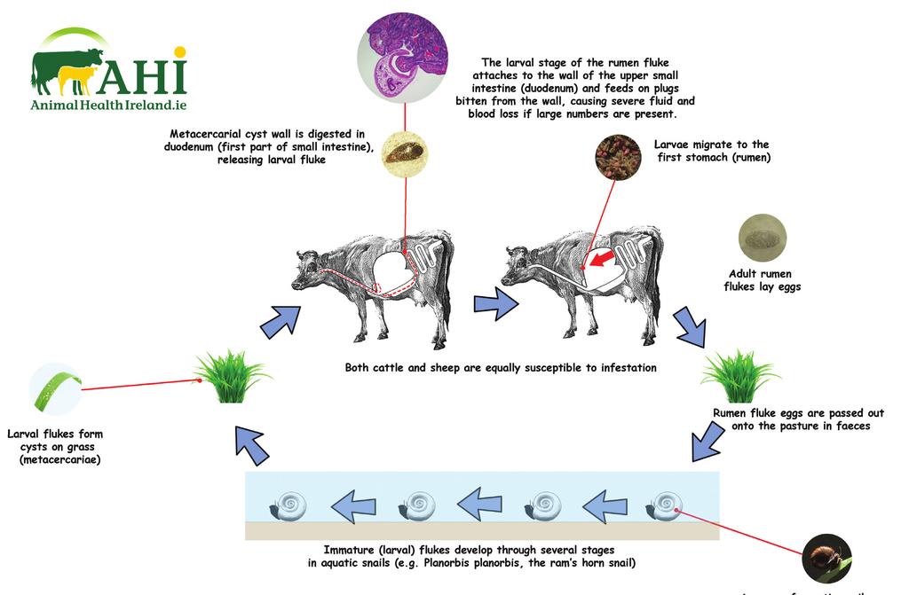 THIS GUIDE WILL HELP YOU AND YOUR VET DEVELOP A CONTROL PROGRAMME FOR RUMEN FLUKE ON YOUR FARM Introduction Rumen flukes occur worldwide and have been associated