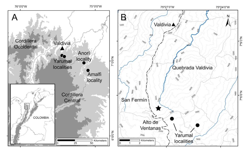 REDISCOVERY AND REDESCRIPTION OF Marmosops handleyi 47 Fig. 1. Fieldwork localities and the town of Valdivia (A).