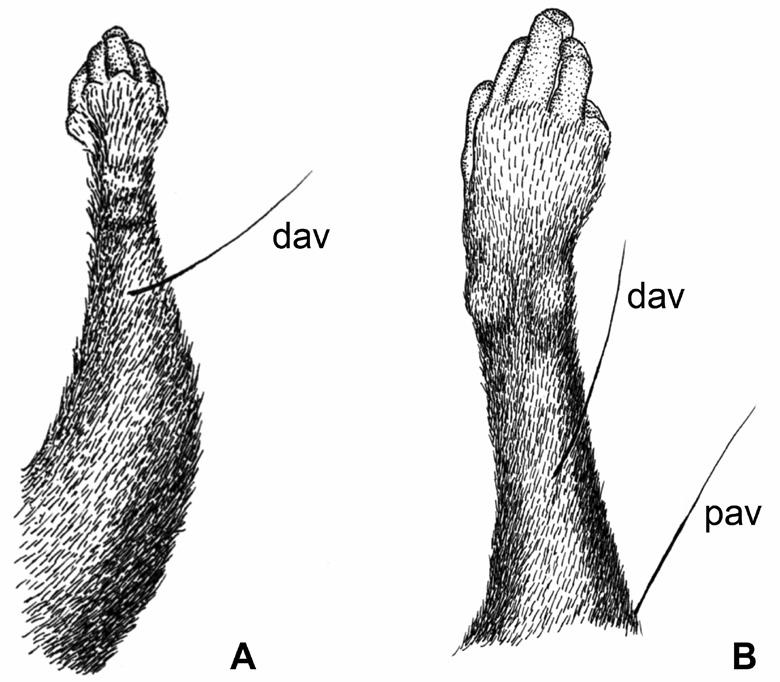 REDISCOVERY AND REDESCRIPTION OF Marmosops handleyi 51 Fig. 5. Dorsal view of right forelimb vibrissae of Marmosops caucae (A, [CTUA 426]) and M. handleyi (B, [CTUA 416]).