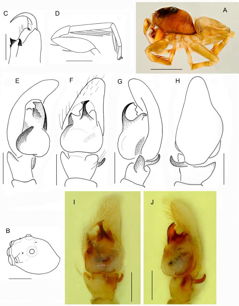 European Journal of Taxonomy 418: 1 26 (2018) Fig. 9. Pochytoides poissoni (Berland & Millot, 1941) comb. nov.,. A. General appearance, lateral view. B. Carapace, dorsolateral view. C. Cheliceral dentition.