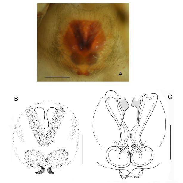 European Journal of Taxonomy 418: 1 26 (2018) Fig. 12. Pochytoides securis sp. nov., paratypes,. A B. Epigyne. C. Internal structure of epigyne. Scale bars: 0.2 mm. Female DIMENSIONS.