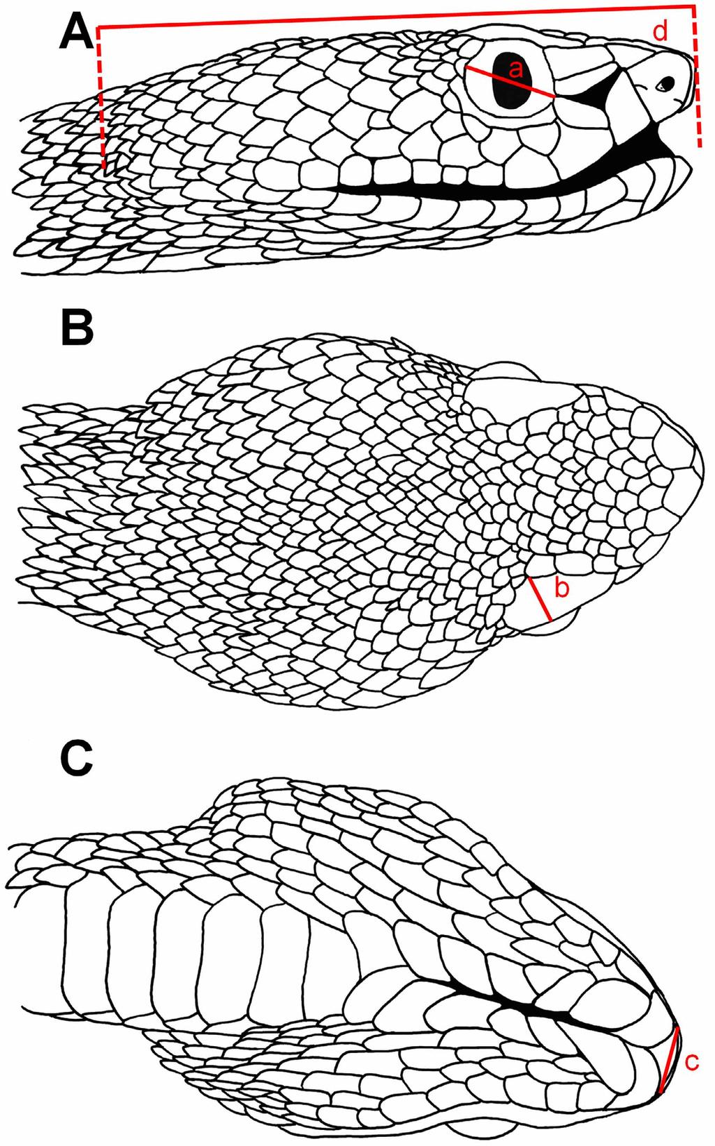 FIGURE 5. Line drawings of the head scalation of the holotype of Cryptelytrops rubeus sp. nov. (FMNH 262718).