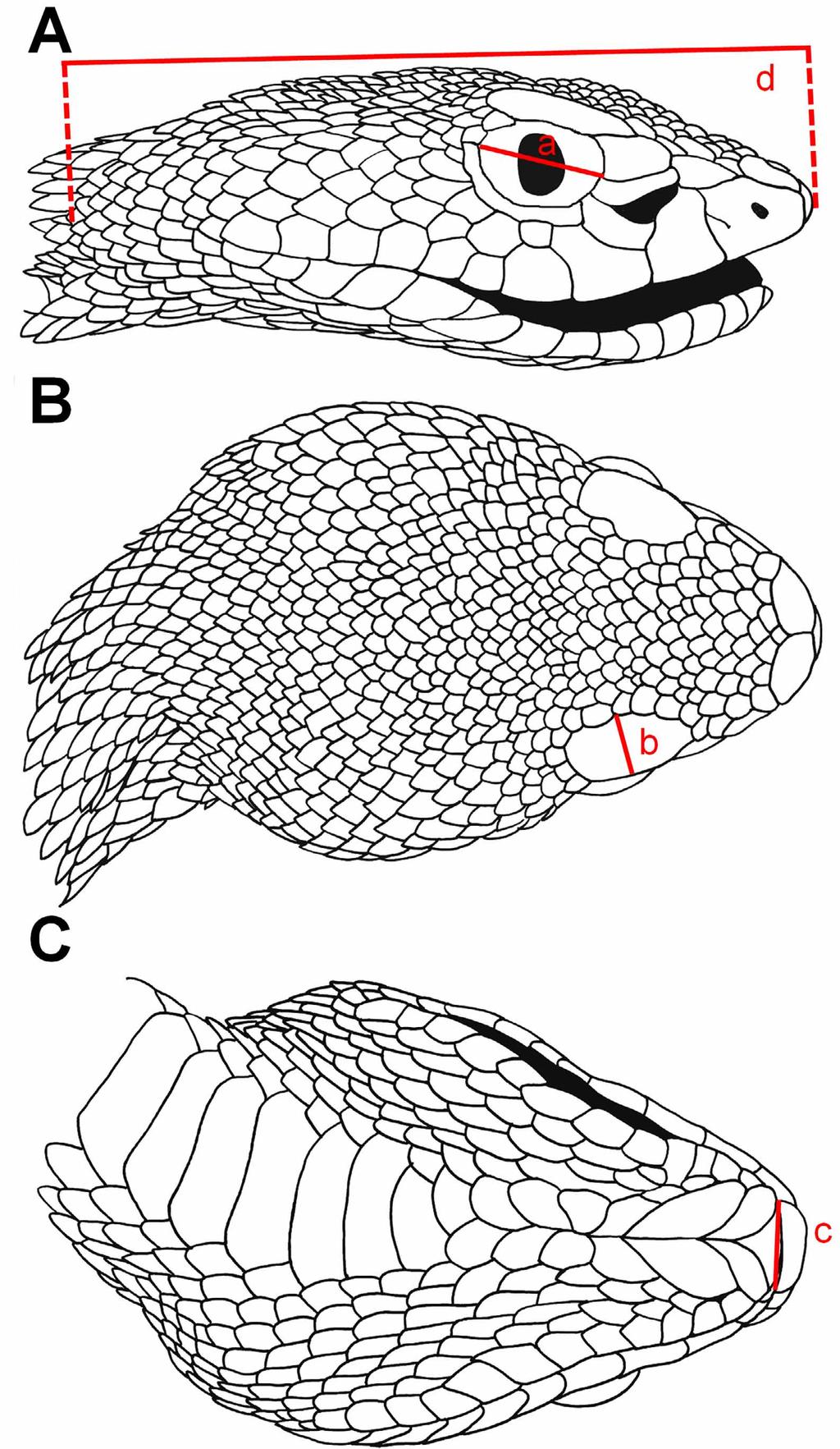 FIGURE 7. Line drawings of the head scalation of the holotype of Cryptelytrops macrops s. s. (MHNG 1400.85).